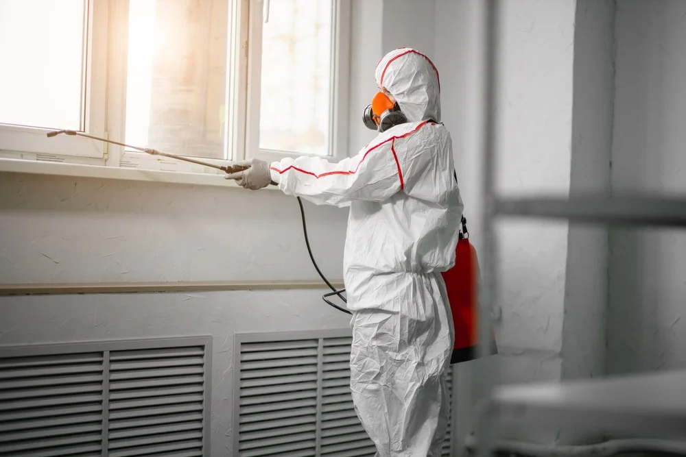 Professional mold remediation services in Roselle, NJ